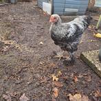 Jonge Brahma mix haan met 2 leghennen, Dieren en Toebehoren, Pluimvee, Mannelijk, Kip
