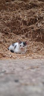 Muisgrijs/wit kitten, Dieren en Toebehoren, Meerdere dieren, Kortharig, 0 tot 2 jaar