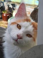 Maine Coon kater    Herplaatser, Dieren en Toebehoren, Katten en Kittens | Raskatten | Langhaar, Kater, Met stamboom