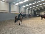 Leuke verzorger aangeboden!!, Dieren en Toebehoren, Paarden en Pony's | Verzorgingsproducten, Ophalen of Verzenden, Nieuw