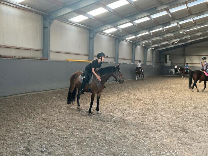 Leuke verzorger aangeboden!!, Dieren en Toebehoren, Paarden en Pony's | Verzorgingsproducten, Nieuw, Ophalen of Verzenden