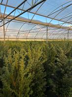 Taxus Baccata 125-150cm in Pot, Bloeit niet, Halfschaduw, Overige soorten, 100 tot 250 cm