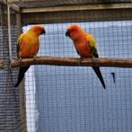 Oranje zonparkieten en halsbandparkieten., Dieren en Toebehoren, Vogels | Parkieten en Papegaaien, Meerdere dieren, Parkiet, Geringd