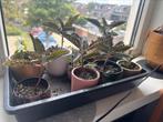 Mother of thousand, Huis en Inrichting, Ophalen, Overige soorten, Minder dan 100 cm
