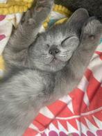 Britse Korthaar Kittens /gevaccineerd! Mogen per direct weg!, Dieren en Toebehoren, Katten en Kittens | Raskatten | Korthaar, Ontwormd