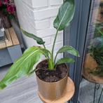 Strelitzia Nicolai (zonder pot) paradijsvogel, Overige soorten, Volle zon, Vaste plant, Ophalen of Verzenden