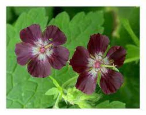 Tuinplanten Vaste planten Geranium Phaem , schaduw Gerananiu, Tuin en Terras, Planten | Tuinplanten, Vaste plant, Overige soorten