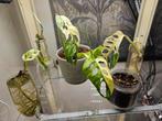 Monstera adansonii variegata stekjes, Overige soorten, Minder dan 100 cm, Halfschaduw, Ophalen