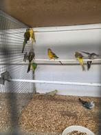 Diverse kromsnavels, Dieren en Toebehoren, Vogels | Parkieten en Papegaaien, Meerdere dieren, Parkiet