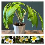 Frangipani plumeria plant, Tuin en Terras, Planten | Tuinplanten, Zomer, Overige soorten, Ophalen