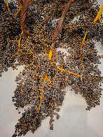 Dadel takken palmboom., Ophalen