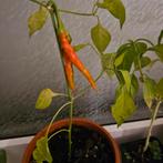 Cayenne Peper Zaden - Pittige Pepers kweken!, Verzenden, Gehele jaar, Volle zon, Zaad
