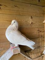 Kroppers ( Jiennense ) duivinnen., Dieren en Toebehoren, Vogels | Duiven, Vrouwelijk, Kropper