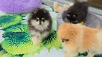pomeriaan reu pomeranian pup bearface Black & Tan, België, Particulier, 15 weken tot 1 jaar, Reu