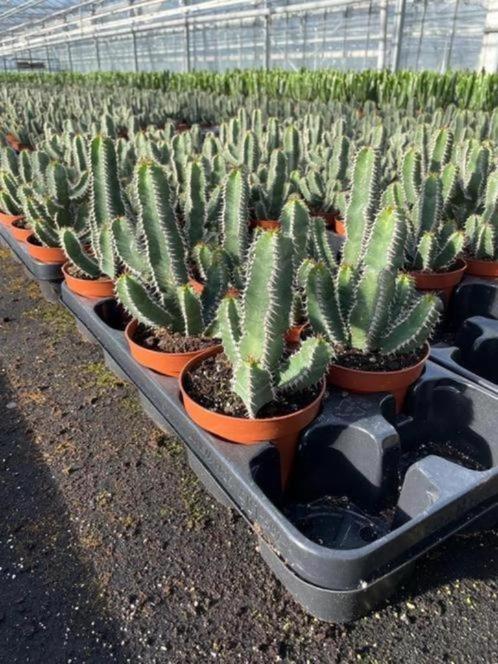 Cactus Euphorbia Polyacantha 10,5 cm pot totale hoogte 20cm, Huis en Inrichting, Kamerplanten, Cactus, Minder dan 100 cm, Bloeiende kamerplant