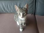 (Savannah) GRIJS CYPERS (MET WIT) POESJE 
!!12 WEKEN OUD!!, Dieren en Toebehoren, Poes, Kortharig, 0 tot 2 jaar
