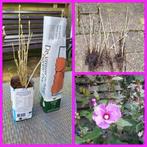 Hibiscus stekken 20st voor €5,- / zaailingen / 1jr oud, Tuin en Terras, Planten | Struiken en Hagen, Overige soorten, Ophalen of Verzenden