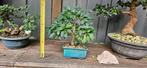 bonsai forsythia geel bloeiend, Ophalen, Zomer, Overige soorten