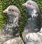 Pakistaanse Hoogvliegers, Dieren en Toebehoren, Vogels | Duiven, Meerdere dieren, Postduif