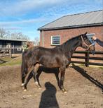 2 jarige hengst, Dieren en Toebehoren, Paarden, Hengst, Dressuurpaard, Met stamboom, 0 tot 2 jaar