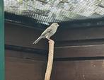 Rood Agaat Mozaiek Kanarie pop, Dieren en Toebehoren, Vogels | Kanaries, Vrouwelijk, Kleurkanarie