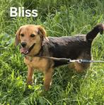 Bliss klaar voor vertrek, Dieren en Toebehoren, Honden | Niet-rashonden, Particulier, Rabiës (hondsdolheid), 1 tot 2 jaar, Buitenland