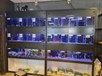Aquarium stelling, Dieren en Toebehoren, Vissen | Aquaria en Toebehoren, Ophalen, Gebruikt, Leeg aquarium