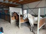 Te koop brave kinderpony’s spikkel en woppie, Dieren en Toebehoren, Pony's, Merrie, Recreatiepony, 7 tot 10 jaar
