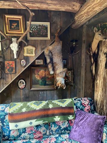 Tk opgezette vos Taxidermie stilleven beschikbaar voor biedingen