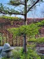 Tuin bonsai larix, Tuin en Terras, In pot, Ophalen of Verzenden