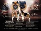 Akita amerykańska FCI, Rabiës (hondsdolheid), Meerdere, Poolhond, 8 tot 15 weken