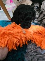 3Mini austalian cobberdog/labradoodle 35 cm.  (TRICOLOR), Overige rassen, 8 tot 15 weken, Meerdere dieren, Eén hond