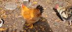 Wyandotte hanen, Dieren en Toebehoren