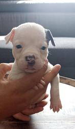 Laatste 2 Amerikaanse stafford pups beschikbaar, Dieren en Toebehoren, Honden | Jack Russells en Terriërs, Rabiës (hondsdolheid)