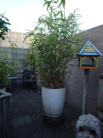 bamboe 1,5 tot 2 meter in pot beschikbaar voor biedingen