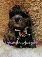 Toy Poedel teefje, Dieren en Toebehoren, Poedel, CDV (hondenziekte), 8 tot 15 weken, Teef