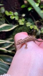 Lepidodactylus lugubris / Mourning geckos/ Rouwgekkos, Overige soorten, 11 jaar of ouder