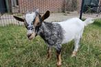 Blauwschimmrl Hermelijn  bokje  mag per direct weg, Dieren en Toebehoren, Schapen, Geiten en Varkens, Mannelijk, Geit
