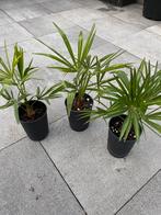 Winterharde palmboom (trachycarpus fortunei), Tuin en Terras, Planten | Bomen, In pot, Minder dan 100 cm, Zomer, Volle zon