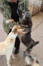 Arkay  ter Adoptie!, 6 jaar of ouder, Particulier, Rabiës (hondsdolheid), Reu