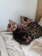 Bengaal kittens te koop!, Dieren en Toebehoren, Katten en Kittens | Raskatten | Korthaar, Meerdere dieren, Ontwormd, 0 tot 2 jaar