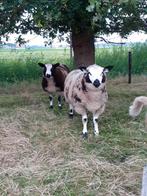 4 mooie bonte rammen, dekram, Dieren en Toebehoren, Schapen, Geiten en Varkens, Mannelijk, Schaap