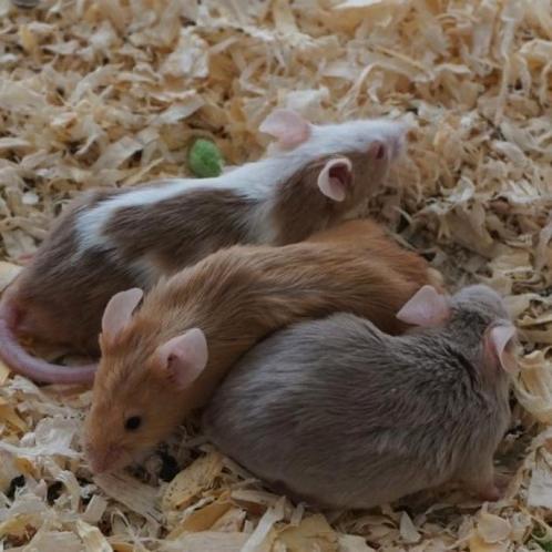 Muizen te koop, Dieren en Toebehoren, Knaagdieren, Meerdere dieren, Muis