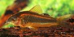 Corydoras gold stripe, Dieren en Toebehoren, Vissen | Aquariumvissen