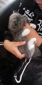 Lief half Brits Korthaar poesje zoekt een liefdevol thuis, Dieren en Toebehoren, Poes, Ontwormd, 0 tot 2 jaar