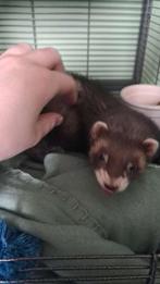 Fret, Fret, Vrouwelijk, Mei, Tam