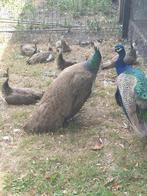 Blauwe pauwen.., Dieren en Toebehoren, Meerdere dieren, Overige soorten
