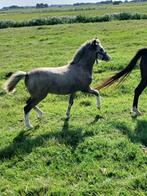 Prachtige Welsh a veulens, Dieren en Toebehoren, Pony's, Niet van toepassing, 0 tot 2 jaar, A pony (tot 1.17m), Meerdere dieren