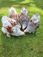 Jonge brahma haan/hanen groothoender, Dieren en Toebehoren, Pluimvee, Mannelijk, Kip