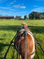 Leuke lease menpony, Dieren en Toebehoren
